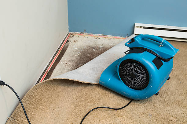 Best Water damage cleanup near me  in Kissimmee, FL
